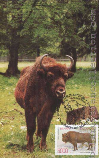 Belovezhsky bison (Bison bonasus)